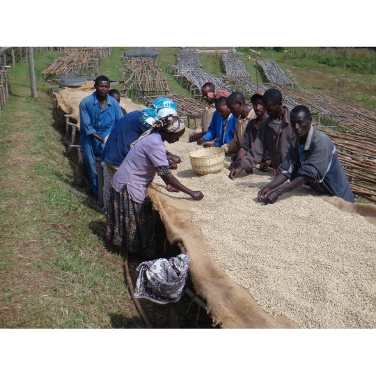 Kafija Arabika Salvador Kenya Pacas Edition  kafijas pupiņas svaigi grauzdēta