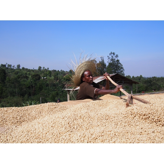 Kafija Arabika Kostarika Itadaki Amarillo kafijas pupiņas svaigi grauzdēta